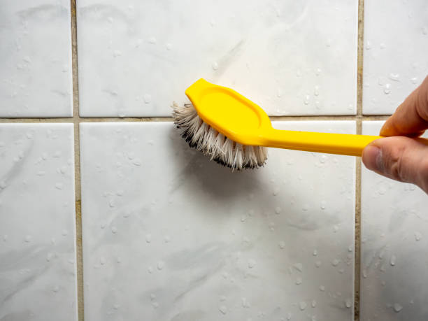Office Mold Removal Services in Hampton, SC