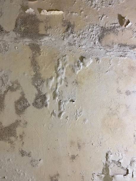 Best Mold Remediation  in Hampton, SC