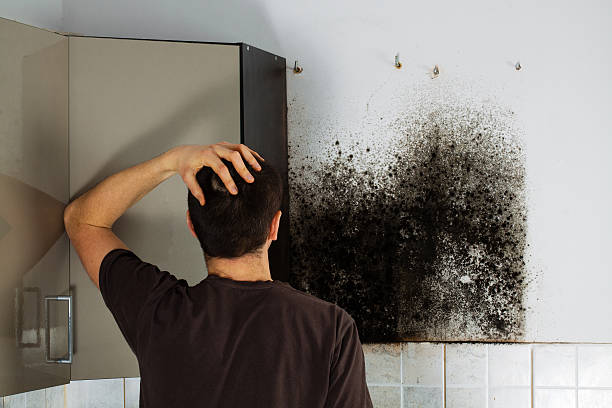 Best Residential Mold Removal  in Hampton, SC