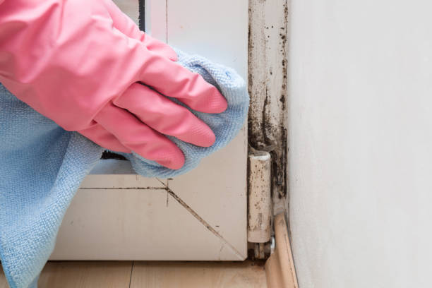 Reliable Hampton, SC Mold Removal Solutions