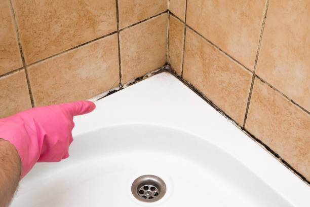 Home Mold Removal in Hampton, SC